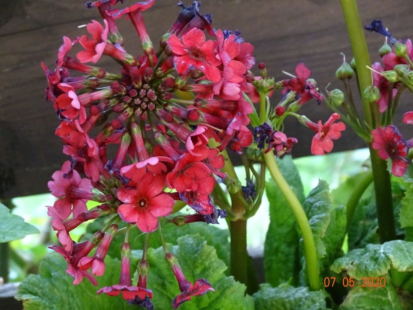 primula jap. Millers Crimson in sfarsit in gradina mea - Primule 2020