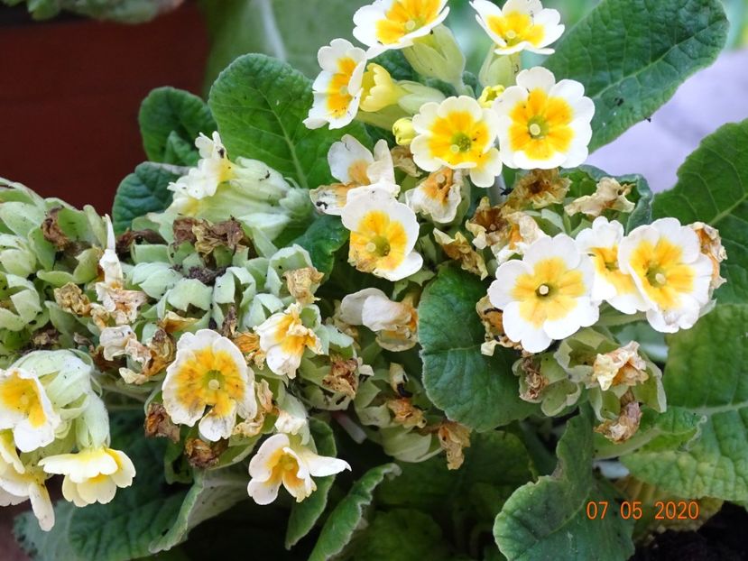 primula veris Lime and Orange - Primule 2020
