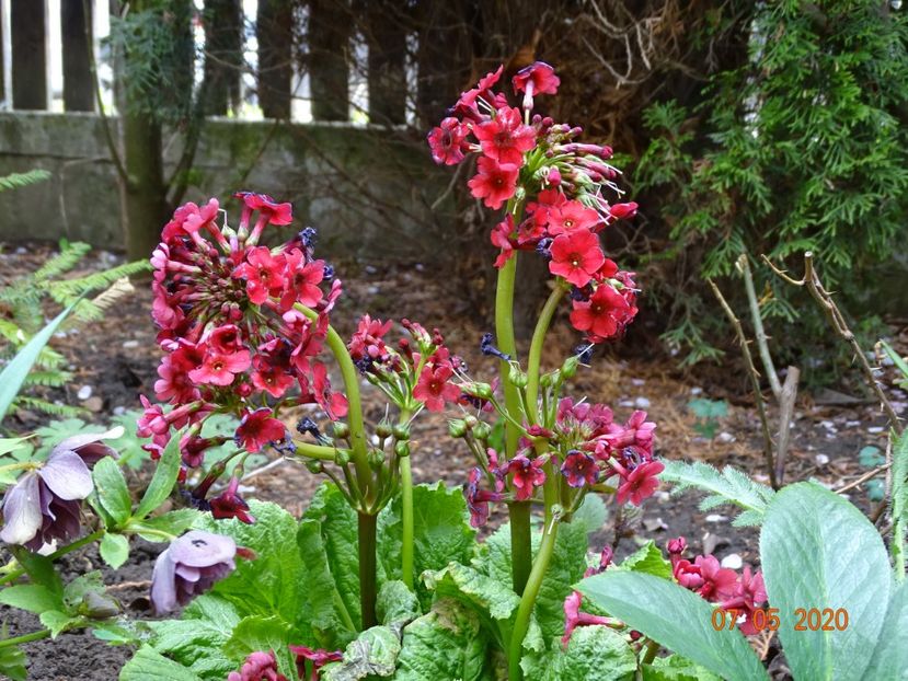 primula jap. Miller's Crimson - Primule 2020