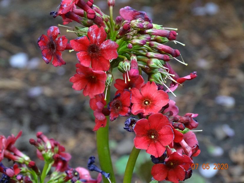 primula jap. Miller's Crimson - Primule 2020