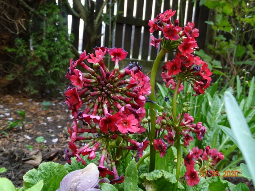 primula jap. Miller's Crimson - Primule 2020