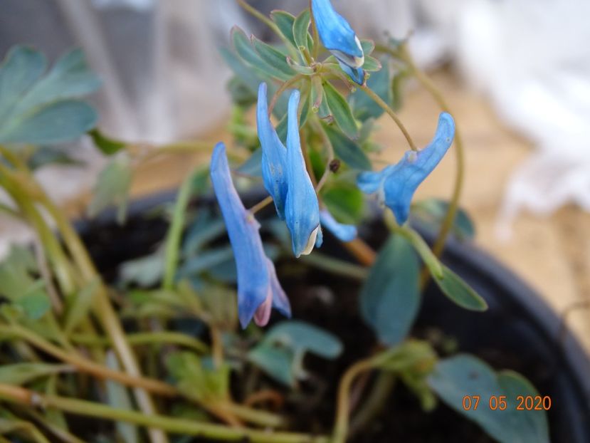 corydalis Blue Heron - Primavara 2020