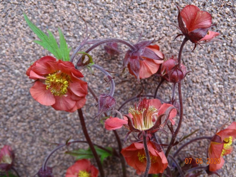 geum Flames of Passion - Primavara 2020