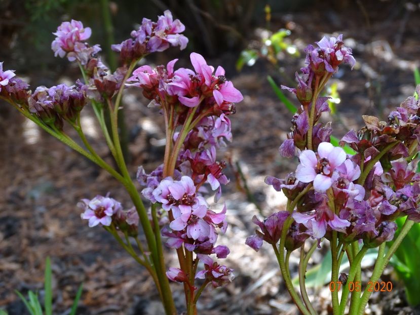 bergenia Pink Dragonfly - Primavara 2020
