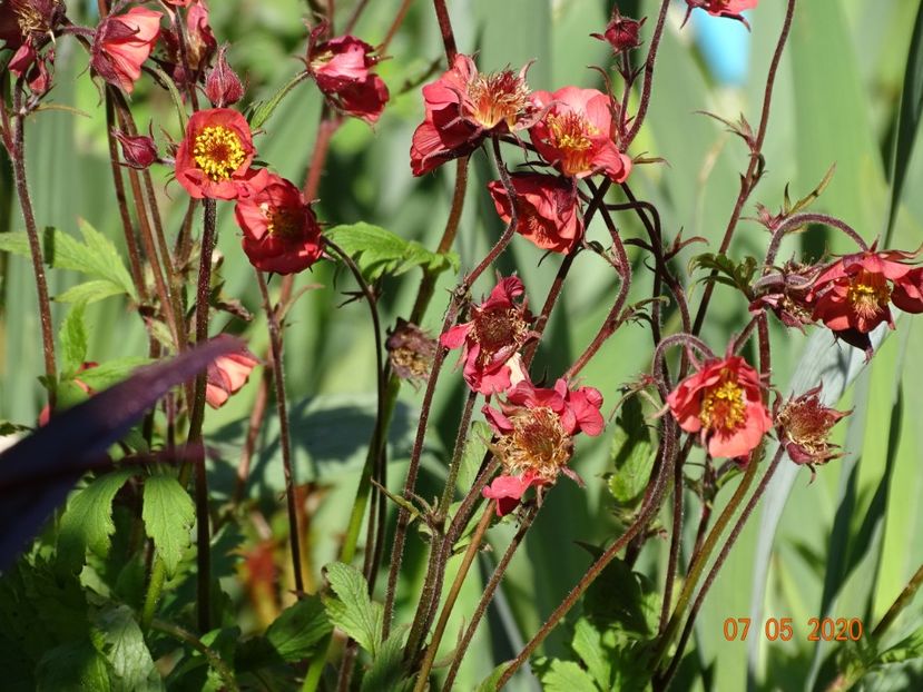 geum Flames of Passion - Primavara 2020