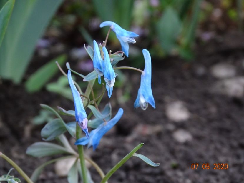corydalis Blue Heron - Primavara 2020