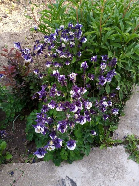 IMG-20200507-WA0007 - Mai 2020