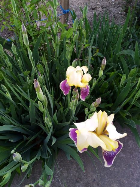 IMG-20200507-WA0002 - Mai 2020