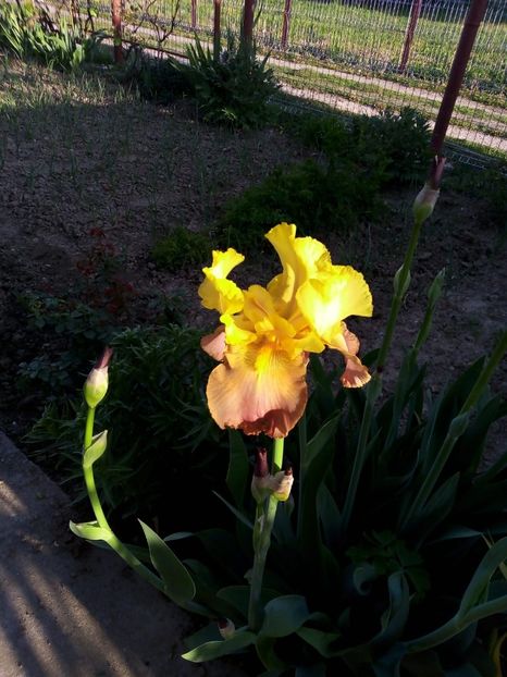 IMG-20200507-WA0003 - Mai 2020