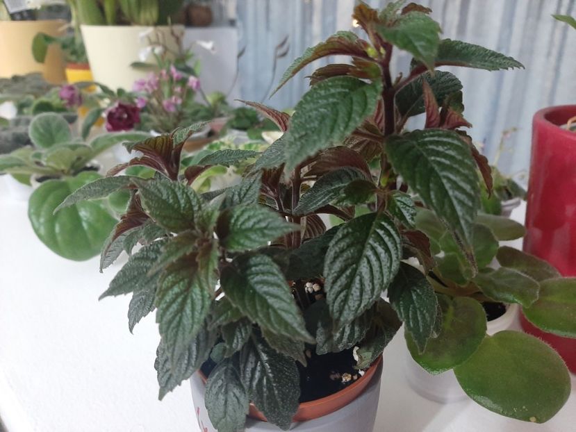  - achimenes-primele incercari