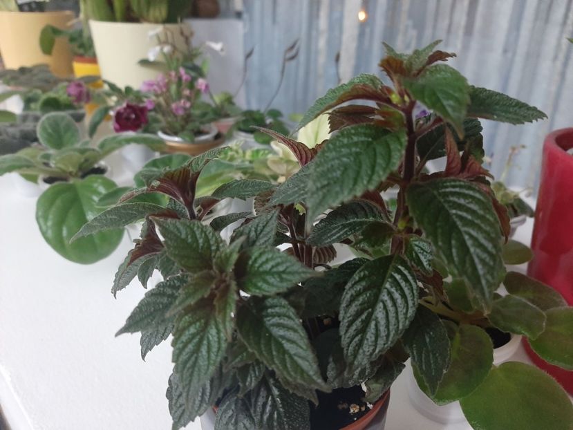  - achimenes-primele incercari