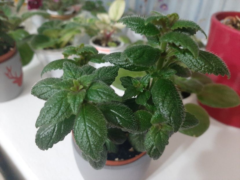  - achimenes-primele incercari