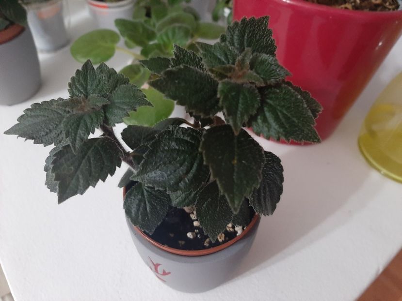  - achimenes-primele incercari