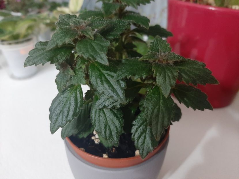  - achimenes-primele incercari