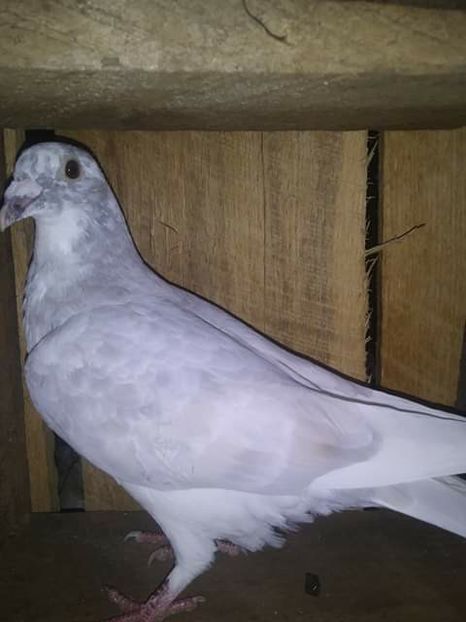  - NU AMI APARTIN 2020