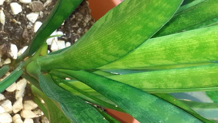  - Sansevieria