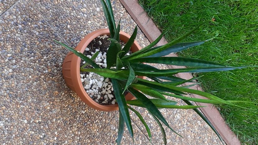  - Sansevieria