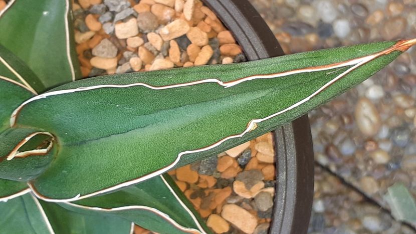  - Sansevieria