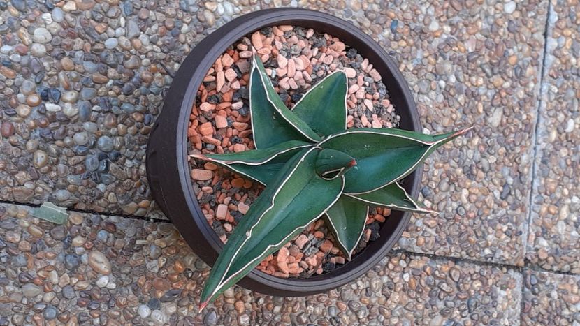  - Sansevieria