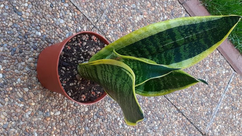  - Sansevieria