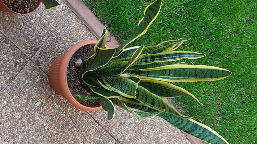  - Sansevieria