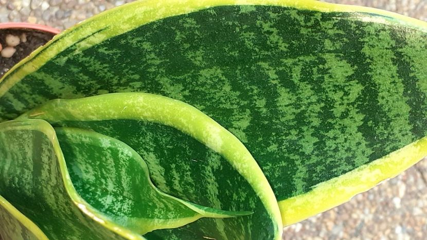  - Sansevieria