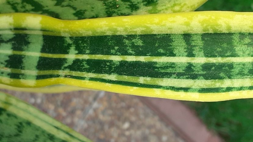  - Sansevieria