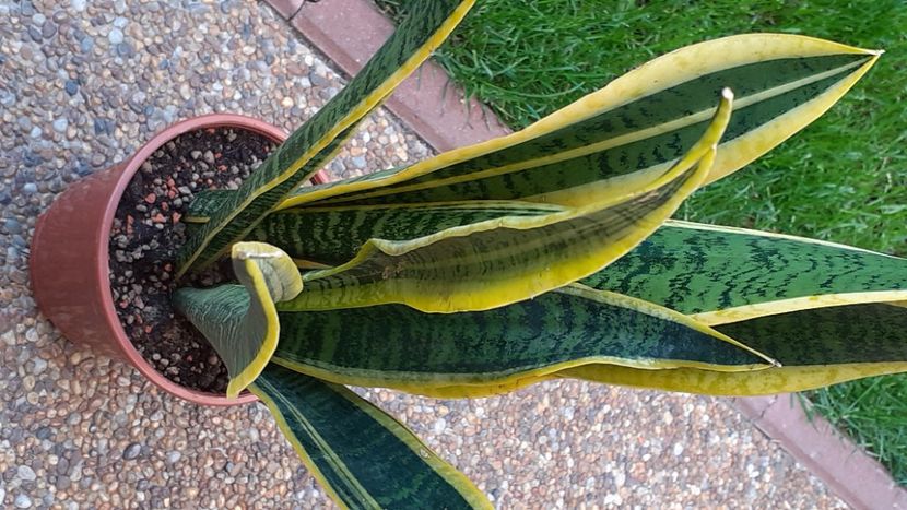  - Sansevieria