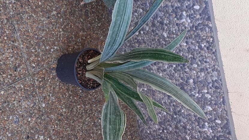  - Sansevieria