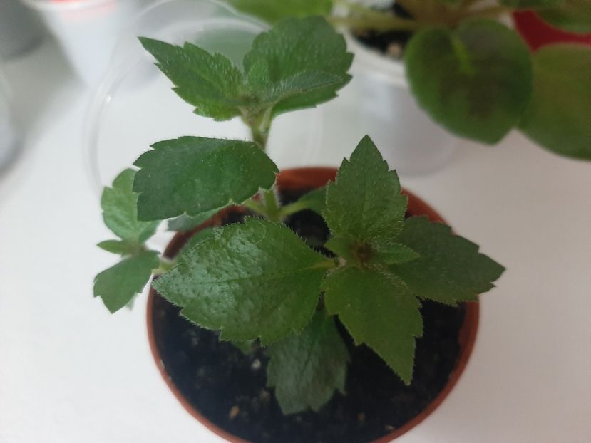  - achimenes-primele incercari