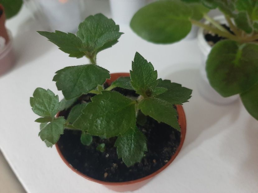 Lavander Flame - achimenes-primele incercari