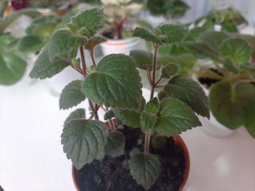 Misera - achimenes-primele incercari