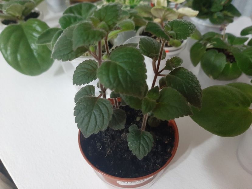  - achimenes-primele incercari