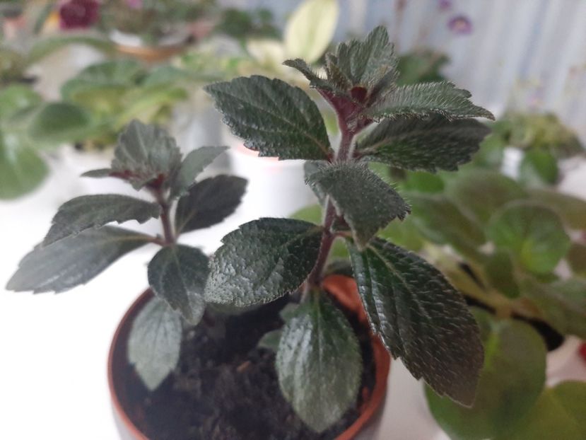  - achimenes-primele incercari