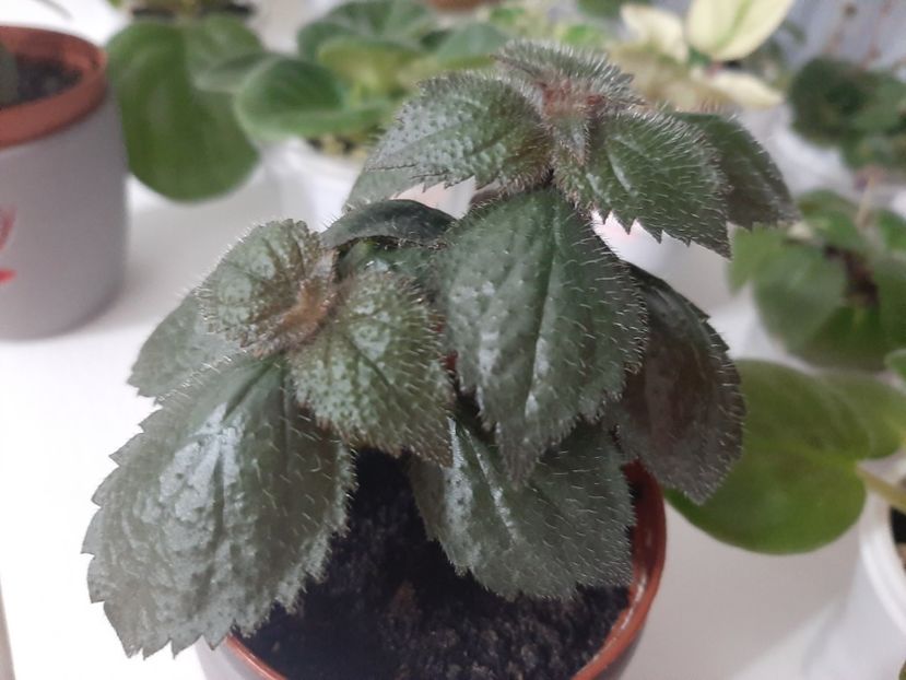  - achimenes-primele incercari