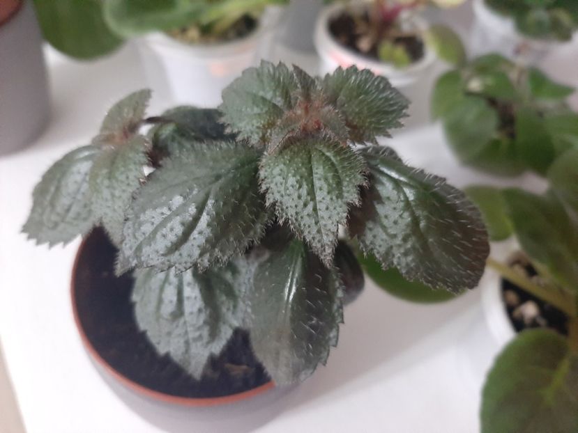  - achimenes-primele incercari