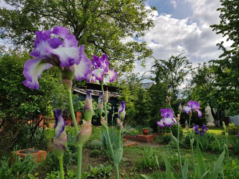  - 2020 Mai _Idilic Garden