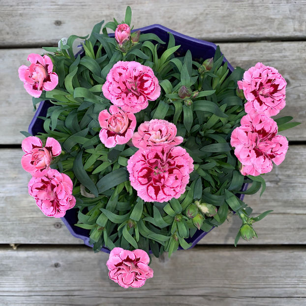  - Jurnalul gradinii 2020