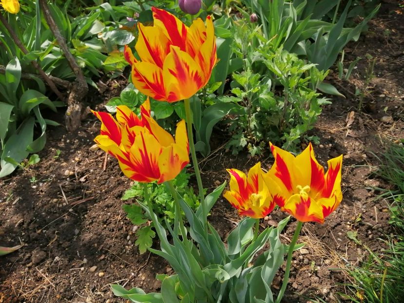  - Frumuseti la casa parinteasca