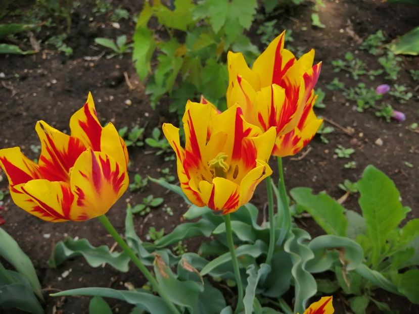  - Frumuseti la casa parinteasca