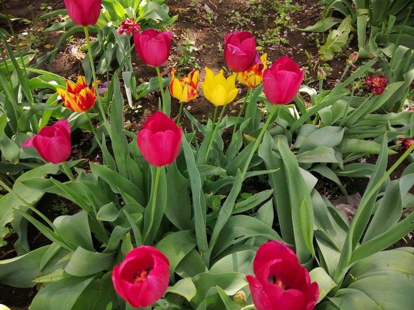  - Frumuseti la casa parinteasca