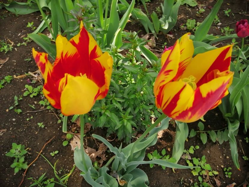  - Frumuseti la casa parinteasca