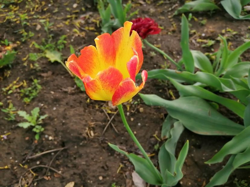  - Frumuseti la casa parinteasca