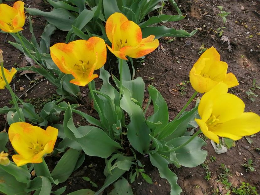  - Frumuseti la casa parinteasca