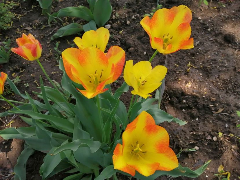  - Frumuseti la casa parinteasca