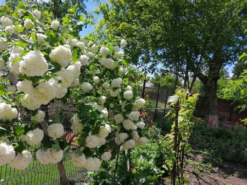  - Frumuseti la casa parinteasca