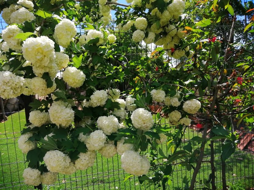  - Frumuseti la casa parinteasca