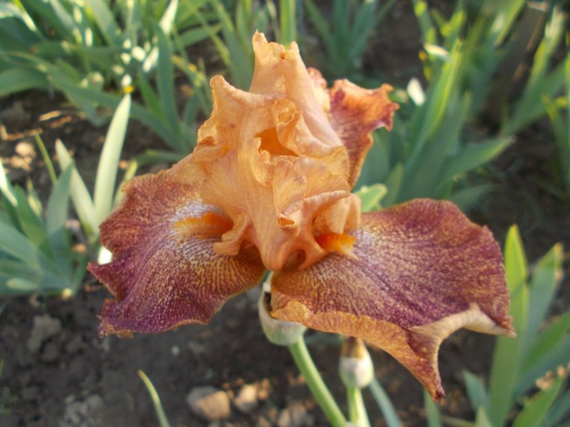 TANZANIAN TANGERINE - Irisi -2020 Barbata Elatior si intermedia