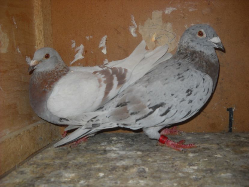  - PORUMBEI VANDUTI 2
