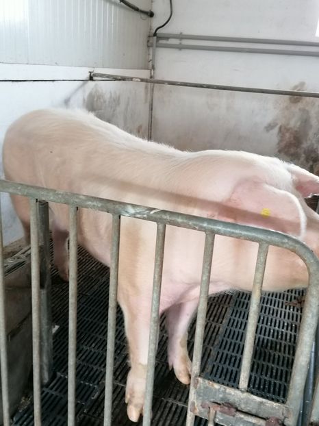  - Scrofite Landrace cu Pedigree 2020
